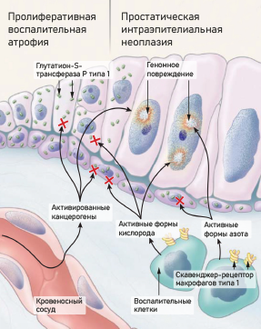 Гардапрост
